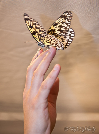 Paper Kite butterfly (Idea leuconoe)