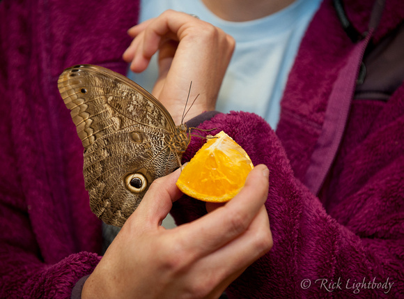 Owl butterfly (Caligo sp.)