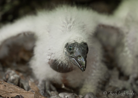 Young turkey vulture in nest