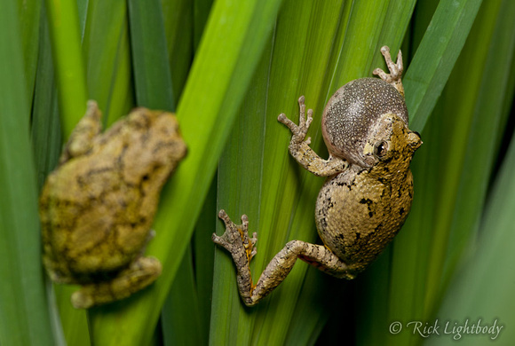 Gray tree frogs (two males, one calling)